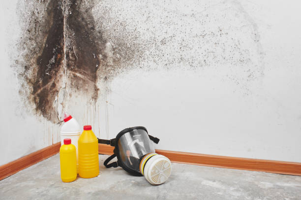 Best Mold Remediation for Schools in New Egypt, NJ