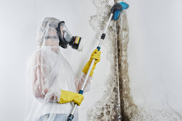 Best Attic Mold Remediation in New Egypt, NJ