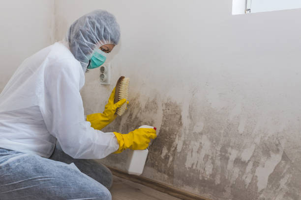 Best Industrial Mold Remediation in New Egypt, NJ