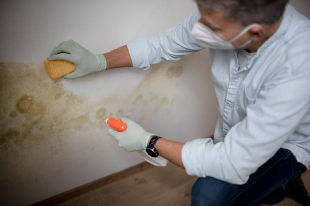 Best Residential Mold Remediation in New Egypt, NJ