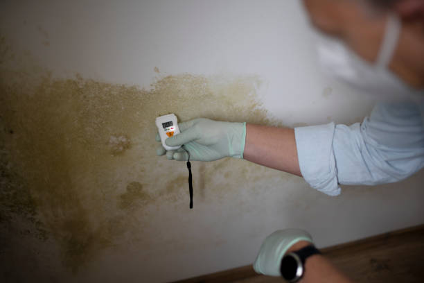 Best Post-Flood Mold Remediation in New Egypt, NJ