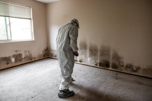 Best Attic Mold Remediation in New Egypt, NJ