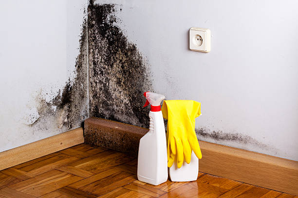 Best Mold Remediation for Specific Building Types in New Egypt, NJ