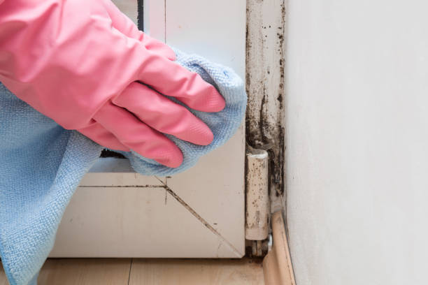 Best Residential Mold Remediation in New Egypt, NJ