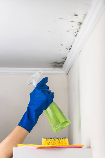 Best Residential Mold Remediation in New Egypt, NJ